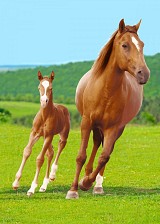Horses fleece blanket 100x140cm