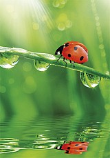 Colour Ladybug Nature A/4 elastic folder