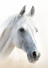 Horses Mystic A/4 elastic folder